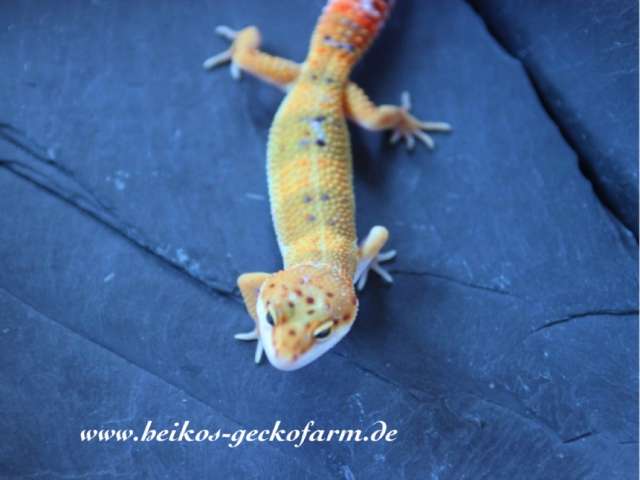 Leopardgeckos